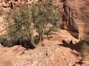 Full Day Hiking Petra (781137)