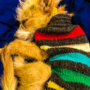 Snow Day in Grand Rapids (781590)