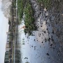 Atti Hunting Ducks at Mueller (781630)