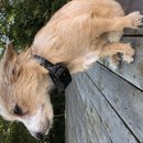 Backyard Atti (781458)