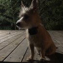 Backyard Atti (781625)