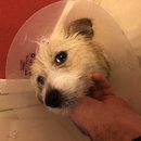 Atticus Finch! (781639)