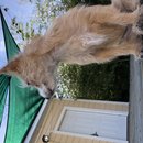 Backyard Atti (781477)