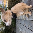 Backyard Atti (781353)