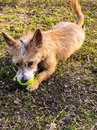 Atti Playing with a Tennis Ball (781677)