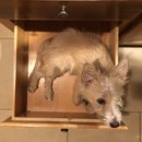 Atti in a Drawer (781949)