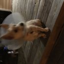 Atticus Finch! (781885)