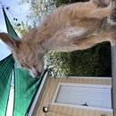 Backyard Atti (781922)