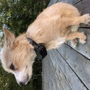 Backyard Atti (782014)