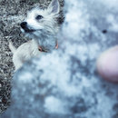 Random Atti Pics (782074)