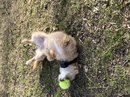 Atti Playing with a Tennis Ball (782146)
