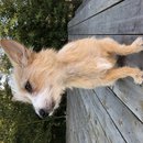 Backyard Atti (782095)