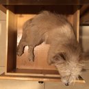 Atti in a Drawer (782153)