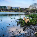 Atti Hunting Ducks at Mueller