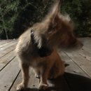 Backyard Atti (782388)