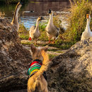 Playday with Atti (782565)