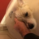 Atticus Finch! (782518)