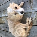 Backyard Atti (782628)