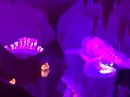 Visiting Meow Wolf with Bao (782416)