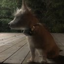 Backyard Atti (782488)