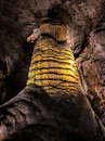 Carlsbad Caverns (782544)