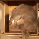 Atti in a Drawer (782734)