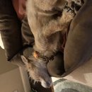 Christmas in Houston (782753)