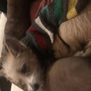 Christmas in Houston (782742)