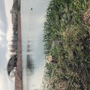 Atti Hunting Ducks at Mueller (782967)