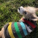 Clay Pigeons and Dave's House (782729)