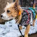 Snow Day in Grand Rapids