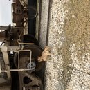 Christmas in Houston (783103)