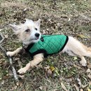 New Year's Eve Day (783087)