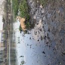 Atti Hunting Ducks at Mueller (783212)