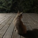 Backyard Atti (783346)