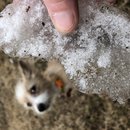 Random Atti Pics (783126)