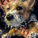 More Grand Rapids Snow (783068)