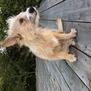 Backyard Atti (783226)