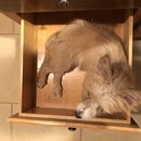 Atti in a Drawer (783340)