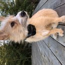 Backyard Atti (783613)