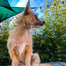 Backyard Atti (783445)