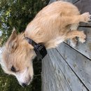 Backyard Atti (783485)