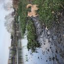 Atti Hunting Ducks at Mueller (783612)