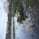 Atti Hunting Ducks at Mueller (783446)