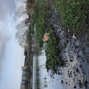 Atti Hunting Ducks at Mueller (784013)