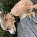 Backyard Atti (783927)