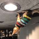 Snow Day in Grand Rapids (783815)