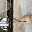 Christmas in Houston (783777)