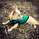 New Year's Eve Day (783952)