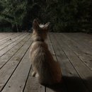 Backyard Atti (784302)